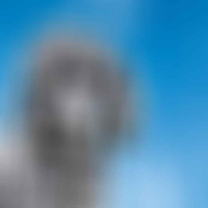 Portrait of a small silver poodle close up on a background of blue sky