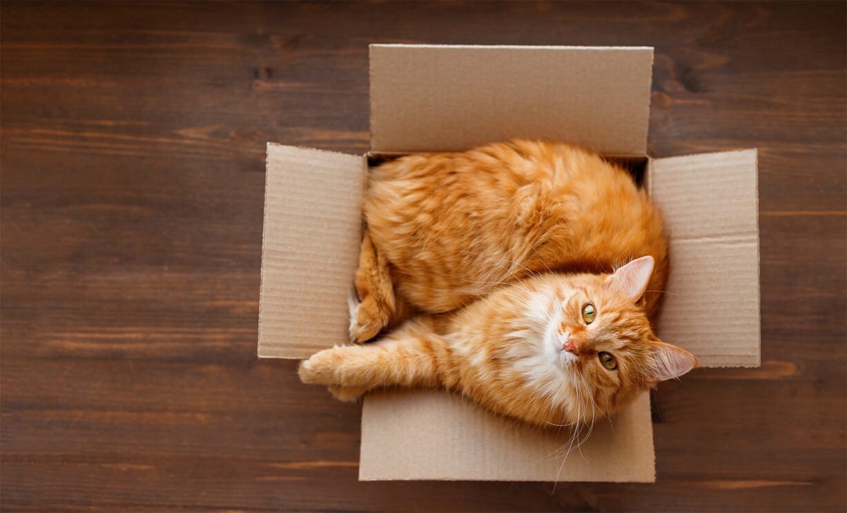 A cat in the box