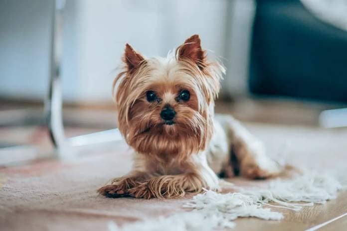 Cute Yorkshire terrier lying down on the floor and looking at camera.