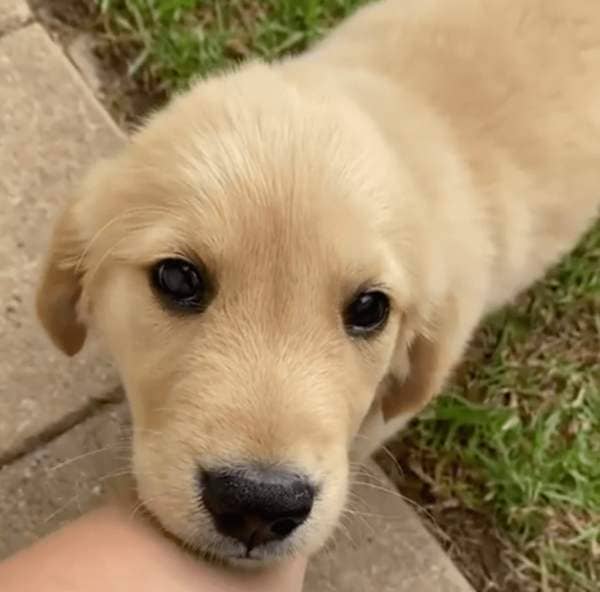 puppy begging. 