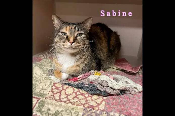 Montgomery County Animal Care and Control - Sabine