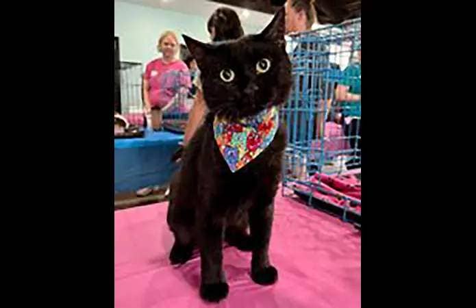Puurrrfect Paws Rescue & Cat Cafe - Black Beauty Panther