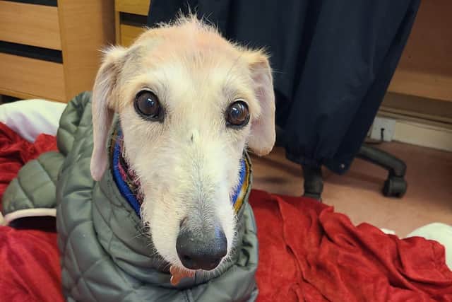 Rosie, a five-year-old Lurcher, has been saved by the RSPCA after being ‘left to die’ on Christmas Day in Tadcaster