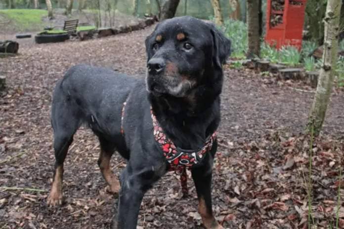 Bruno is a Rottweiler who will need to be the only pet in the home and can live with children over the age of 12. He will need somebody at home most of the time while he settles to ensure that he is not destructive and can help with his house training.