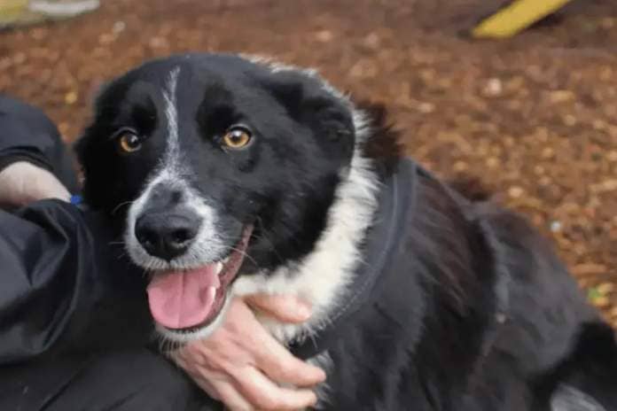 Cam is a Border Collie looking for a home where he can be the only pet and where any children at home are over the age of 14. Dogs Trust have no history him as he was found straying. He will need somebody at home for much of the time to help with any house training and to build up his alone time slowly and positively. 