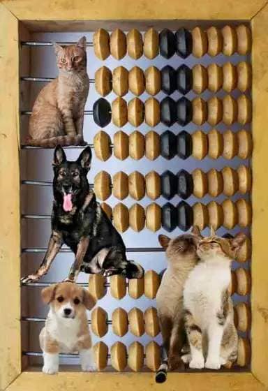 Dog and cat abacus
