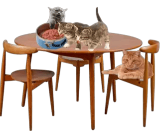 Cats eating cat food on a table.