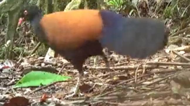 Researchers said capturing footage of the critter was like 'finding a unicorn'. Credit: American Bird Conservancy