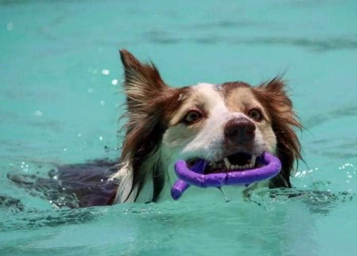 Dog Hydrotherapy. Photo: Soggy Dogz