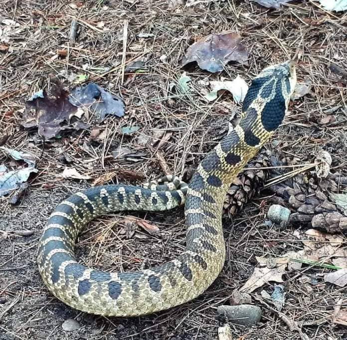 <who> Photo credit: Adam Shoalts </who> The eastern hognose main defensive strategy – rearing up, flattening its head like a cobra, and rattling its tail as if to strike.