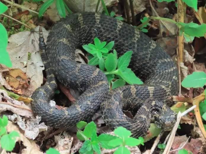 <who> Photo credit: Adam Shoalts </who> Shoalts found this Massasauga rattlesnake in the Wainfleet Bog in 2021. Ontario's only venomous snake is endangered due to habitat loss and human persecution of what Shoalts describes as a generally docile snake.
