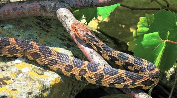 <who> Photo credit: Adam Shoalts </who> The eastern fox snake is a constrictor that can grow to five-foot-eight and eats rodents and small birds. Shoalts took this photo while on Pelee Island looking for the blue racer.