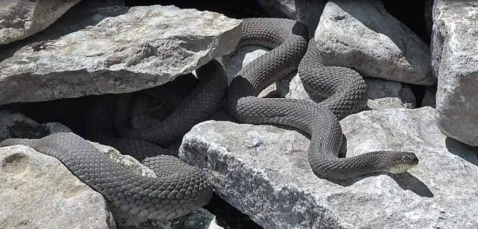 <who> Photo credit: Adam Shoalts </who> The Lake Erie watersnake, which feeds on invasive round goby fish, is only found on four small islands in Canada, including Pelee Island, where Shoalts took this photograph during his 2018 search for the blue racer.