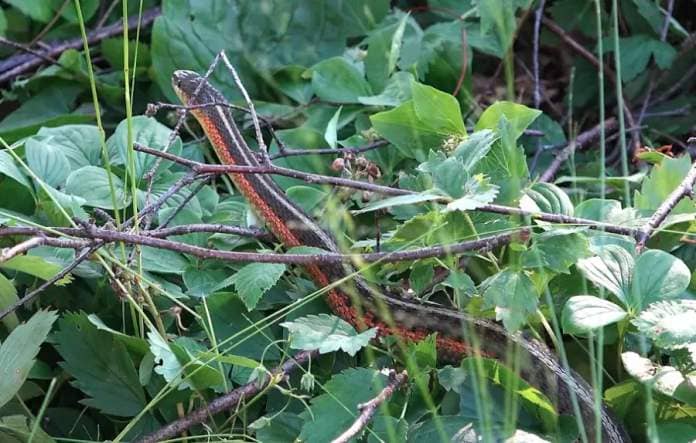 <who> Photo credit: Adam Shoalts </who> Unexpectedly coming upon this red-sided garter snake during a July 2020 solo trip through the Hudson Bay Lowlands – a wetland hundreds of kilometres outside the snake’s previously known range – was an eye-opener for Shoalts and herpetologists alike.