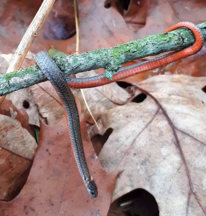 <who> Photo credit: Adam Shoalts </who> The red-bellied snake is easy to spot thanks to its distinctive red stripe, but hard to find since it is most active at night. Shoalts found this one while walking through his family's woods in Niagara.