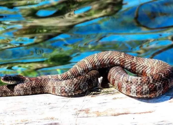 <who> Photo credit: Adam Shoalts </who> Shoalts spotted this northern watersnake, which he estimated at four feet long, while canoeing on Lake Erie near Long Point in 2020.