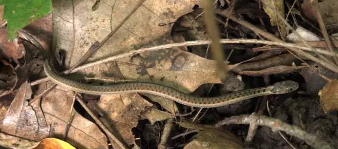 <who> Photo credit: Adam Shoalts </who> Shoalts and his wife, Alexandria, were in a forest in the Niagara Peninsula when they spotted this little DeKay's brownsnake in the leaf litter.