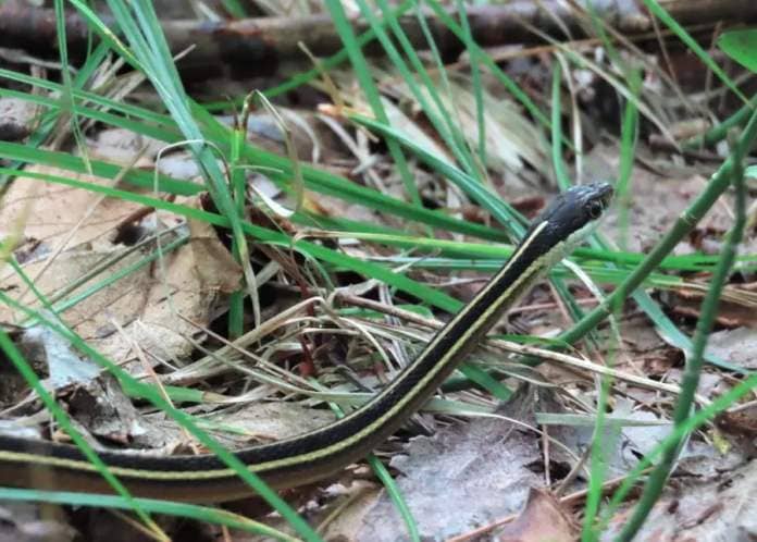 <who> Photo credit: Adam Shoalts </who> Shoalts found this northern ribbon snake, which can be hard to tell apart from the common garter, in a forest near Paris, Ont., last June.