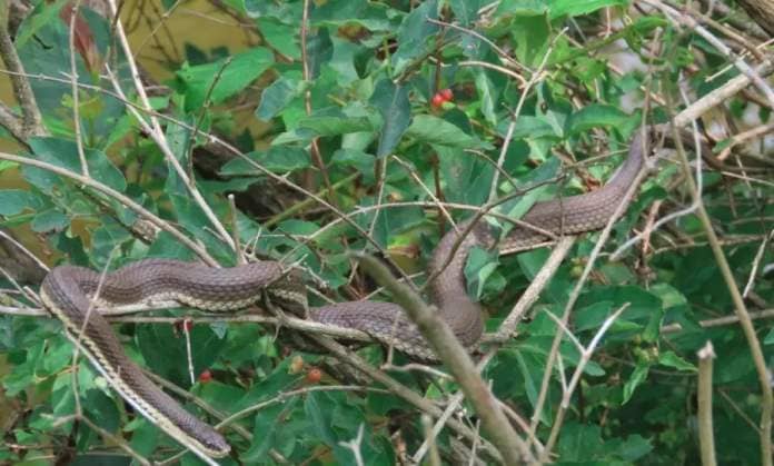 <who> Photo credit: Adam Shoalts </who> Queen snakes are among Canada's rarest reptiles, both in number and because they live in trees and are difficult to spot.