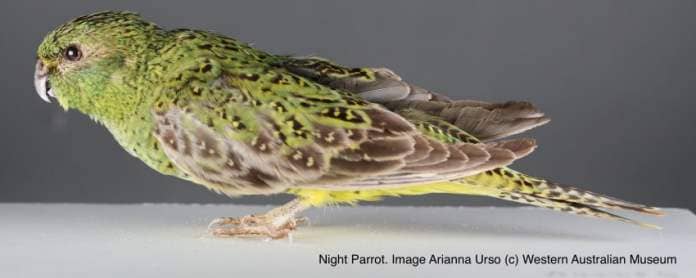 Night parrot side on