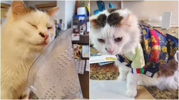 A collae showing a cat, mostly white, closing his eyes while sitting in front of a steamer. In the second photo, the cat is shown wearing a colorful hanbok.