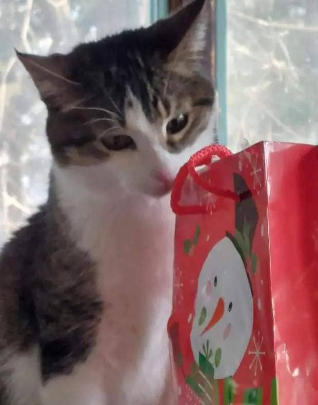 A gray and white cat inspects a red holiday bag that is illustrated with a snowman.