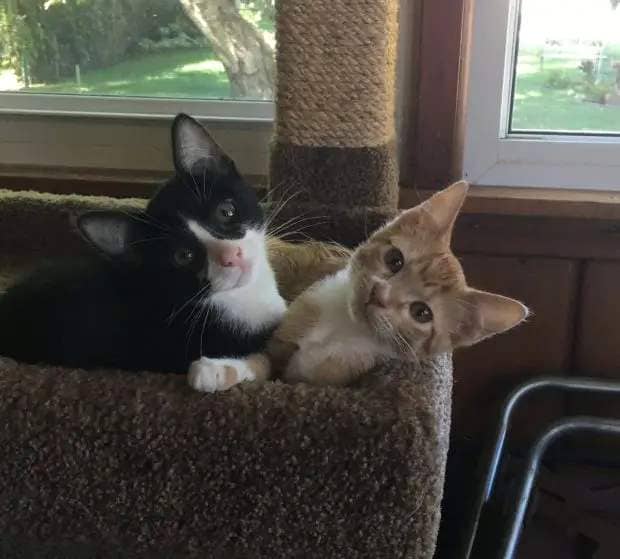 A black and white kitten and an orange kitten snuggle on a cat condo.