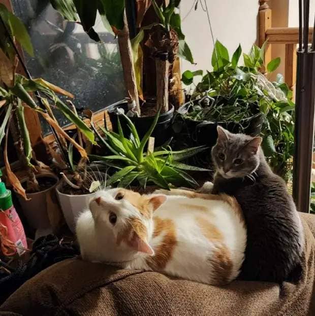 Two cats sit together near some plants.