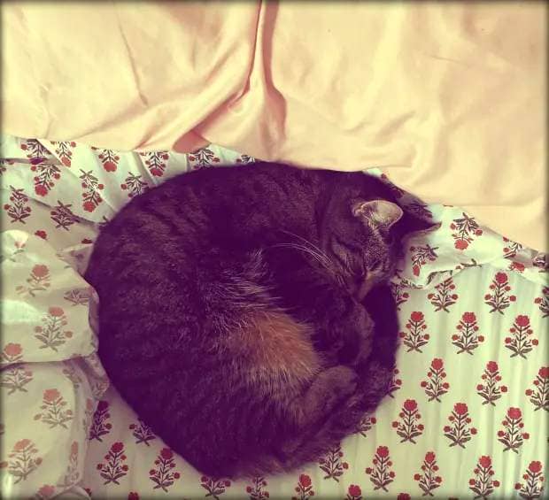 A cat curled up in a ball on a bed.