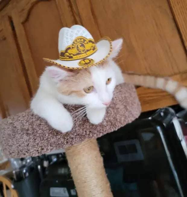 A cat wears a hat, looking down while sitting at the top of a cat condo tree.