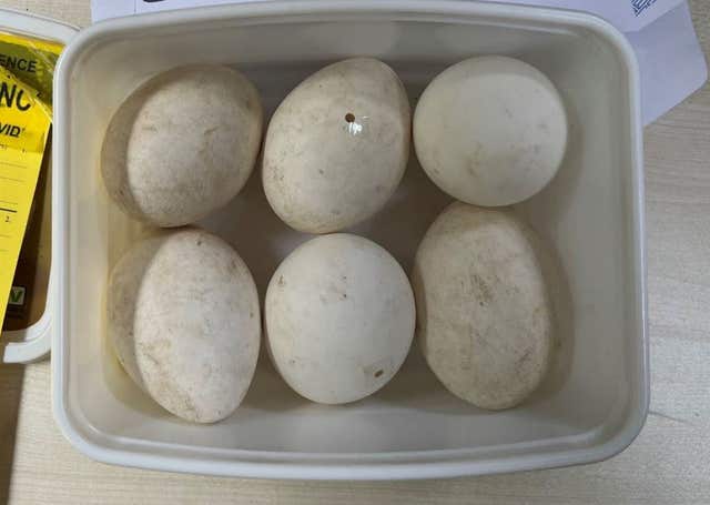 Some of the birds eggs found in the possession of Daniel Lingham 