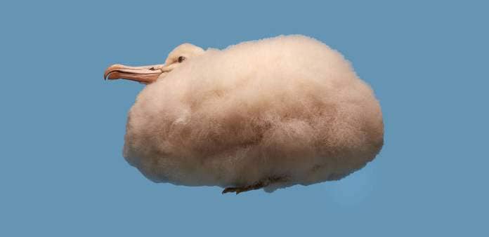 an albatross chick photographed on a blue background from below, looking like a fluffy cloud