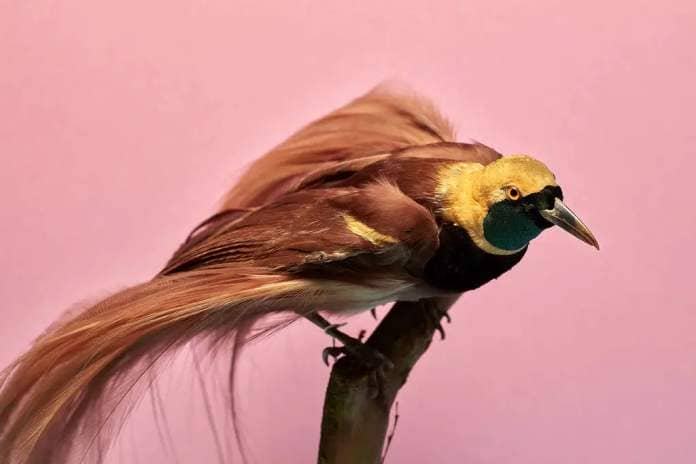 a bird of paradise photographed against a pink background