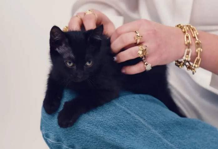 Closeup of a kitten sitting on Florence Pugh's lap