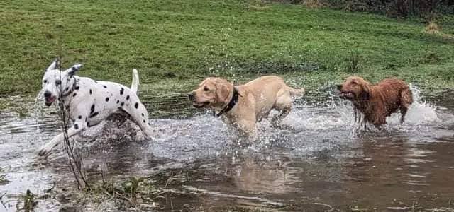 Dogs enjoying a Derbyshire walk