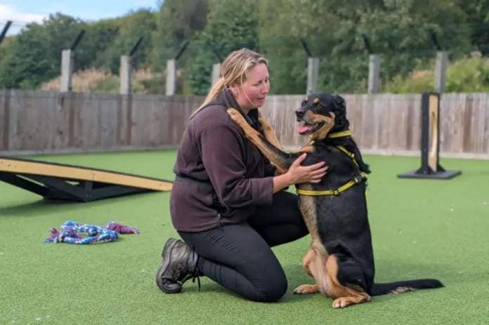 The Herald: Bella has been on a transformative journey at Dogs Trust Glasgow
