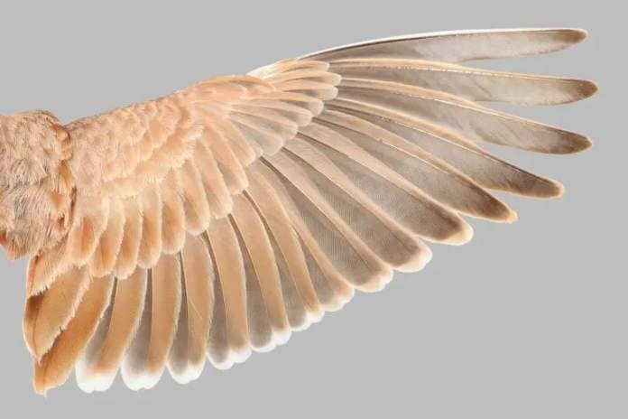 Lark Wing Feathers