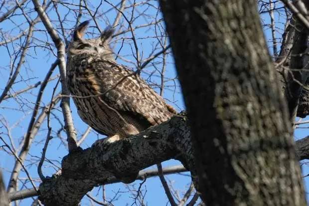 A Eurasian eagle-owl named Flaco sits in a tree in New York's Central Park, Feb. 6, 2023. Flaco, the Eurasian eagle-owl who escaped from New York City's Central Park Zoo and became one of the city's most beloved celebrities as he flew around Manhattan, has died, zoo officials announced Friday, Feb. 23, 2024. (Seth Wenig/AP)