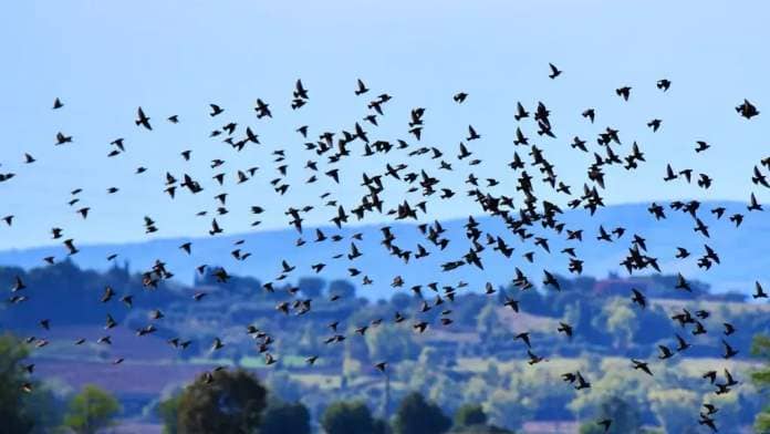 Bird migration.