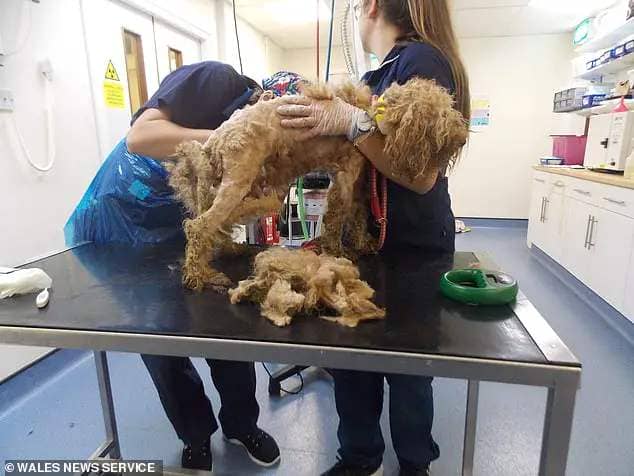 The dogs required medical treatment after being discovered malnourished, matted in faeces and suffering severe dental problems
