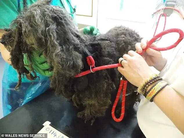 One of the 30 poodles who was found in the breeder's home in Haverfordwest, Pembrokeshire