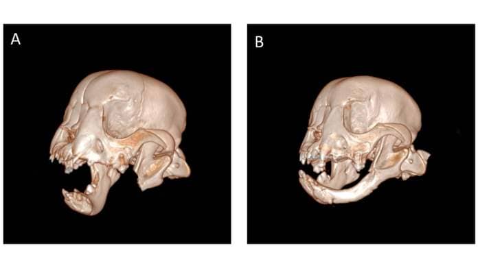 These 3D scans of Tyson show his removed jaw immediately after surgery (left) and eight weeks afterwards (right) with the mandible regrown.