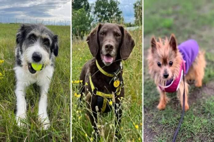 Senior dogs who are looking for new homes <i>(Image: Safe Rescue For Dogs/ Dogs Trust Snetterton/ RSPCA West Norfolk)</i>