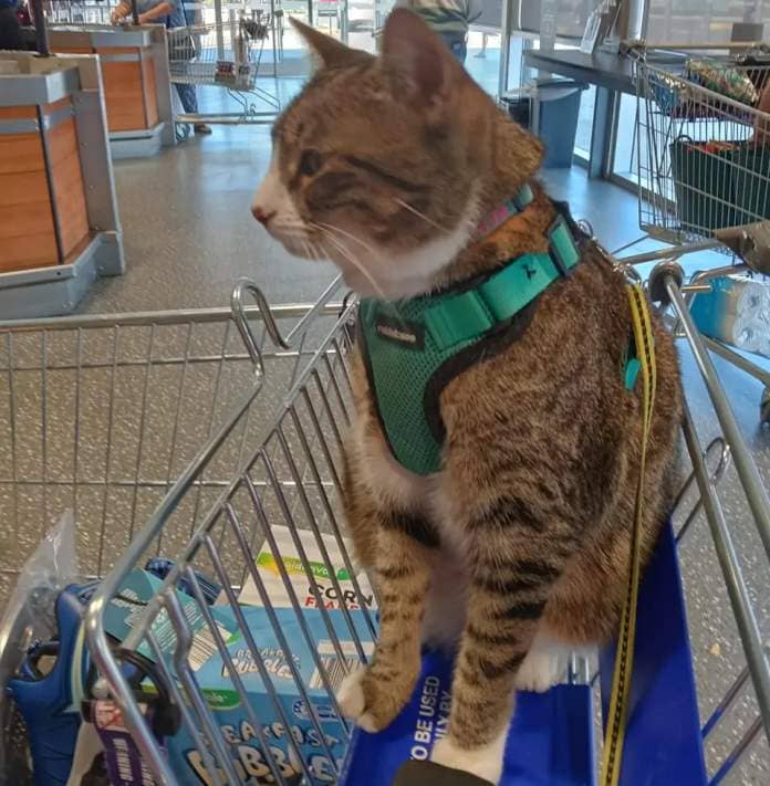 A cat sits in an Aldi shopping trolley.
