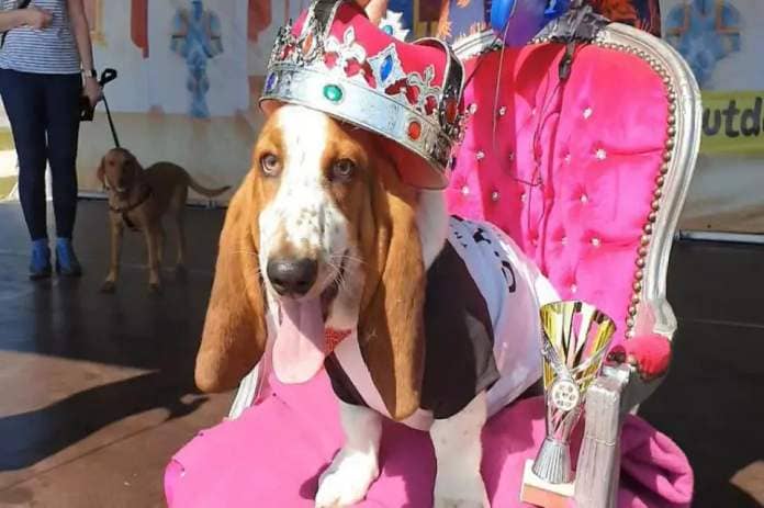 Who will win Best in Show 2024? (Credit: All About Dogs Show) <i>(Image: Archant)</i>