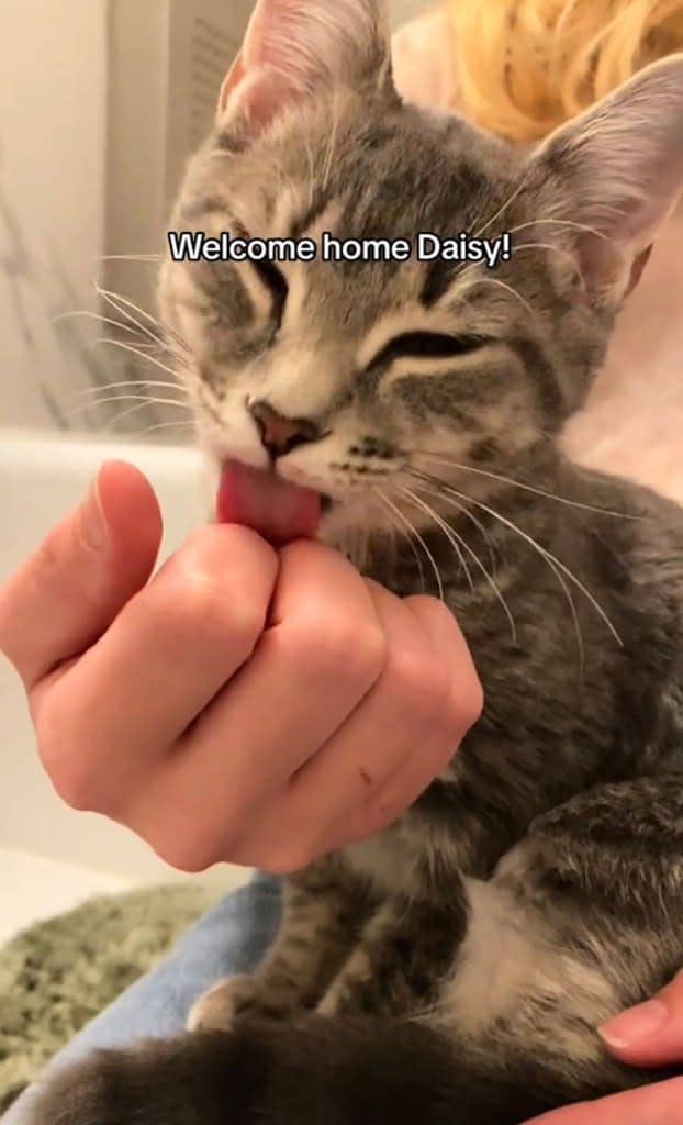 The newlyweds decided to adopt their wedding crasher and named her Daisy. gatsby.and.daisy, /TikTok