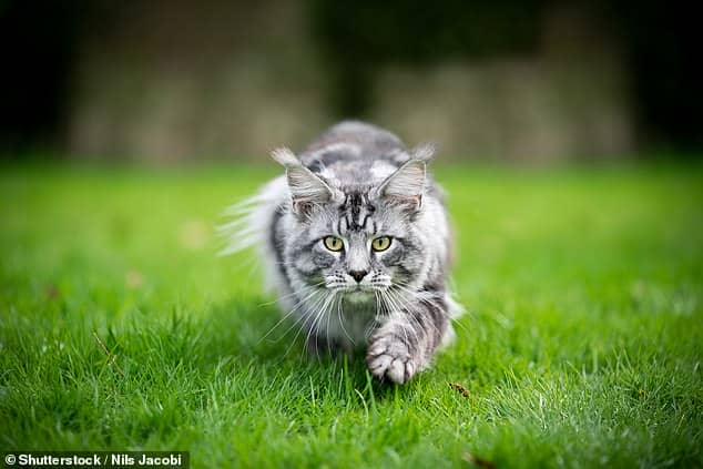 Speaking in a YouTube video for LoveTheGarden, Suzanne Hall said there is a plant that forces cats to 'run a mile' (stock image)