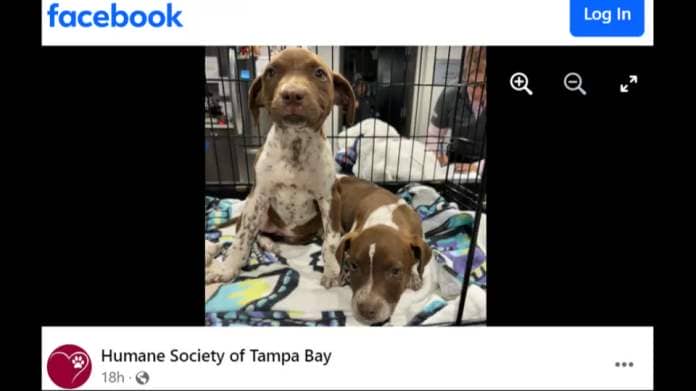 Luke and Leia are receiving treatment after being rescued from a dead-end road, a Florida shelter said.