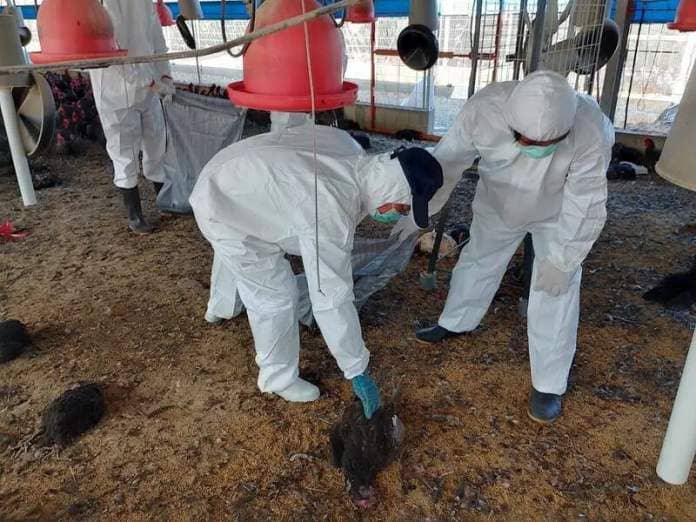 9,583 chickens culled in bird flu outbreak in southern Taiwan