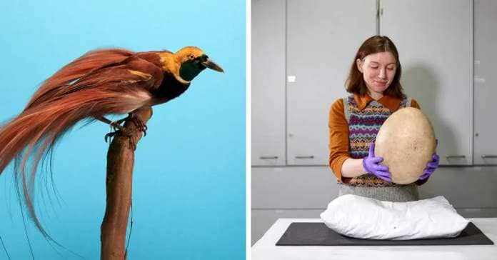 a split screen image showing a bird of paradise and a museum staffer handling an enormous egg